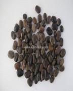 velvet bean | mucuna pruriens | herbs for Premature Ejaculation